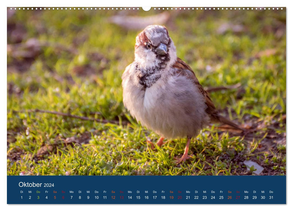 Spatzen-Kalender (CALVENDO Premium Wandkalender 2024)