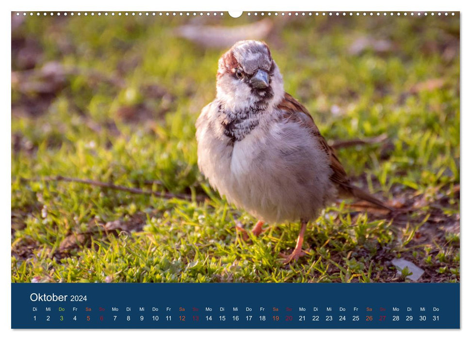 Calendrier moineau (calendrier mural CALVENDO Premium 2024) 