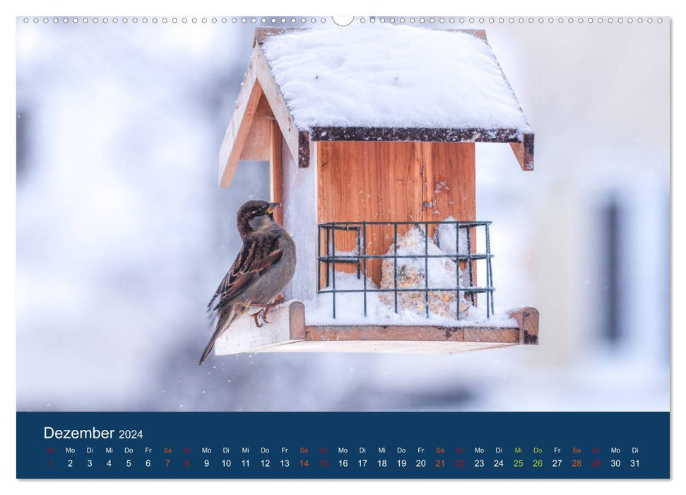 Sparrow calendar (CALVENDO Premium wall calendar 2024) 