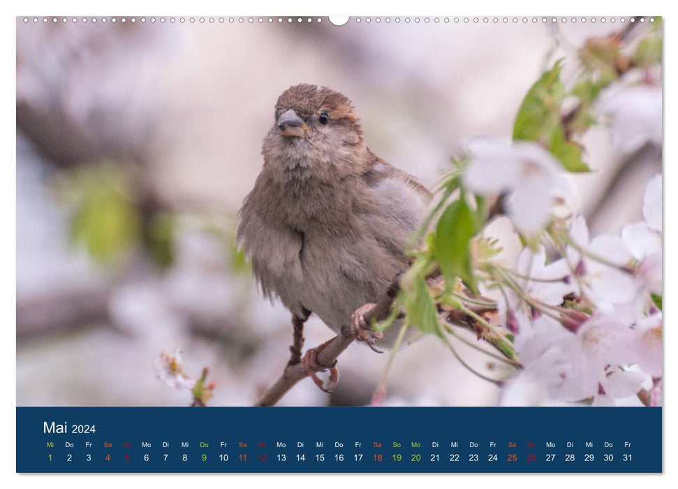 Calendrier moineau (calendrier mural CALVENDO Premium 2024) 