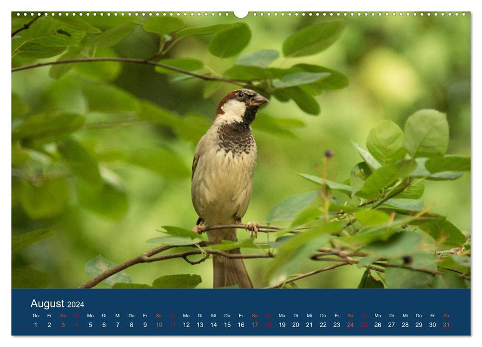 Spatzen-Kalender (CALVENDO Premium Wandkalender 2024)