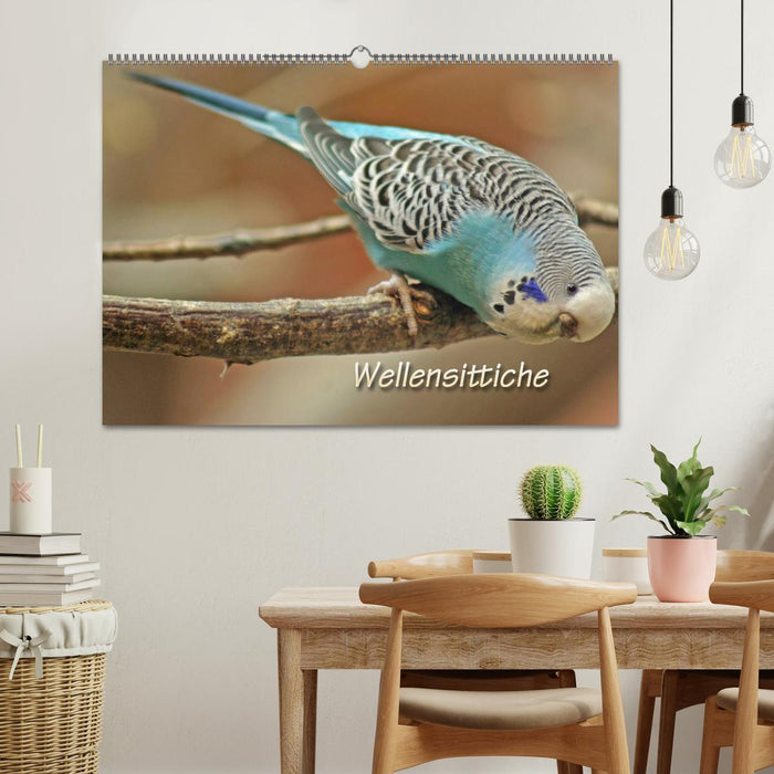 Budgies (CALVENDO wall calendar 2024) 