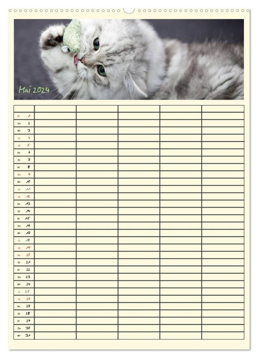 Magical Cats - Family Planner (CALVENDO Wall Calendar 2024) 