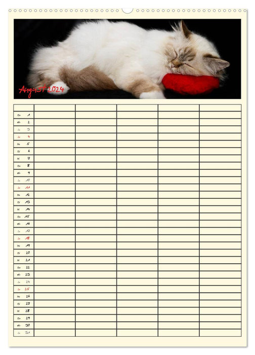 Zauberhafte Katzen - Familienplaner (CALVENDO Wandkalender 2024)