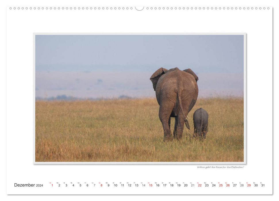 Moments d'émotion : De la vie des éléphants. (Calendrier mural CALVENDO Premium 2024) 