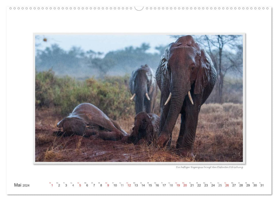 Moments d'émotion : De la vie des éléphants. (Calendrier mural CALVENDO Premium 2024) 