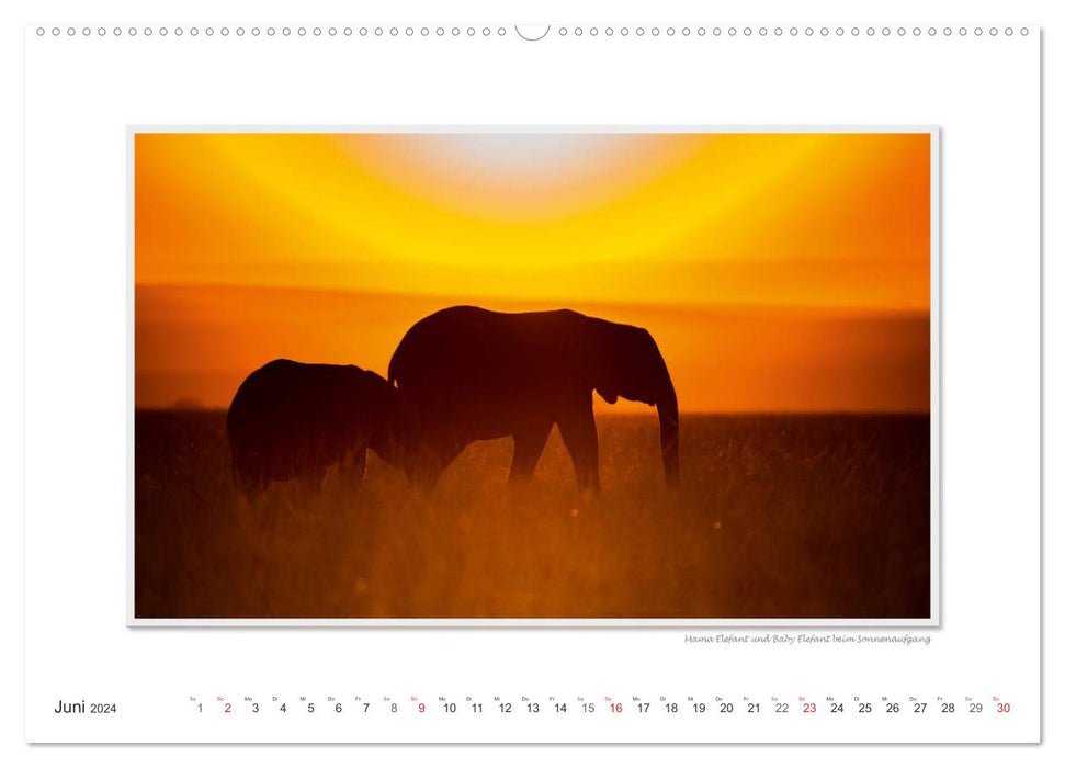 Emotional moments: From the lives of elephants. (CALVENDO Premium Wall Calendar 2024) 