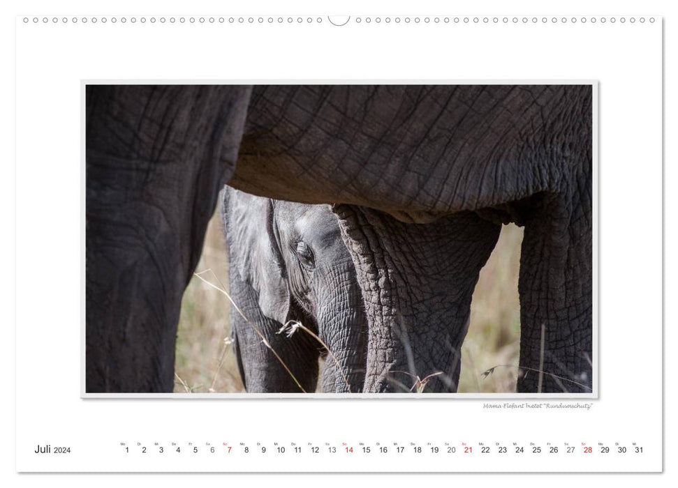 Moments d'émotion : De la vie des éléphants. (Calendrier mural CALVENDO Premium 2024) 