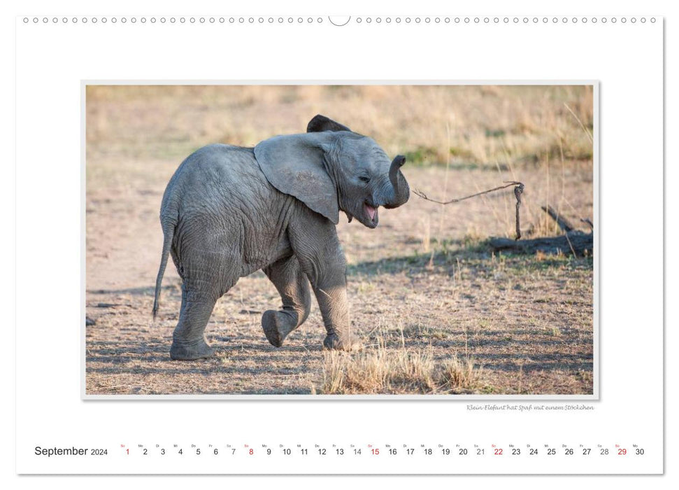 Moments d'émotion : De la vie des éléphants. (Calendrier mural CALVENDO Premium 2024) 