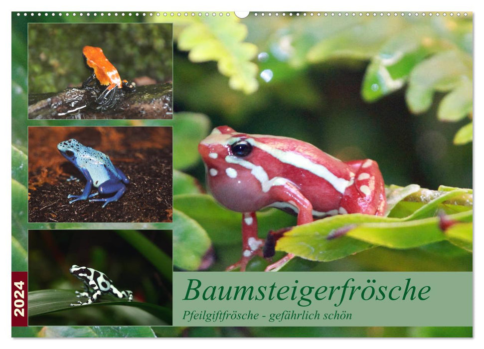 Tree climbing frogs. Poison dart frogs - dangerously beautiful (CALVENDO wall calendar 2024) 