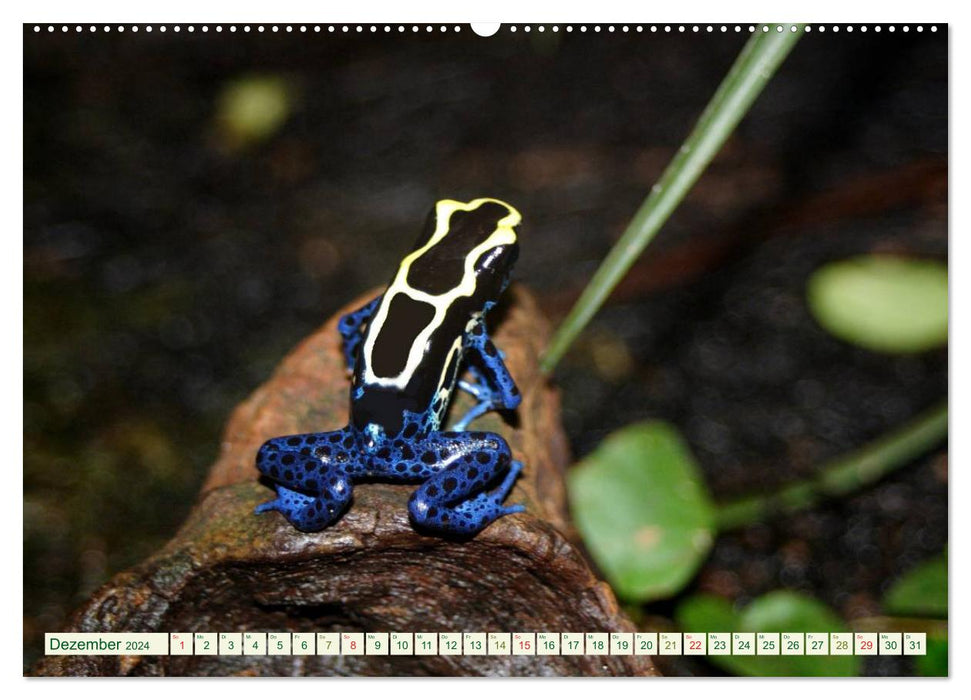 Tree climbing frogs. Poison dart frogs - dangerously beautiful (CALVENDO wall calendar 2024) 