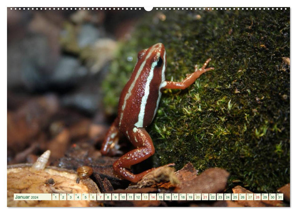 Tree climbing frogs. Poison dart frogs - dangerously beautiful (CALVENDO wall calendar 2024) 