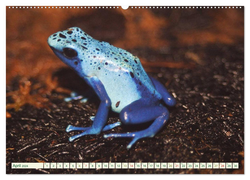 Tree climbing frogs. Poison dart frogs - dangerously beautiful (CALVENDO wall calendar 2024) 