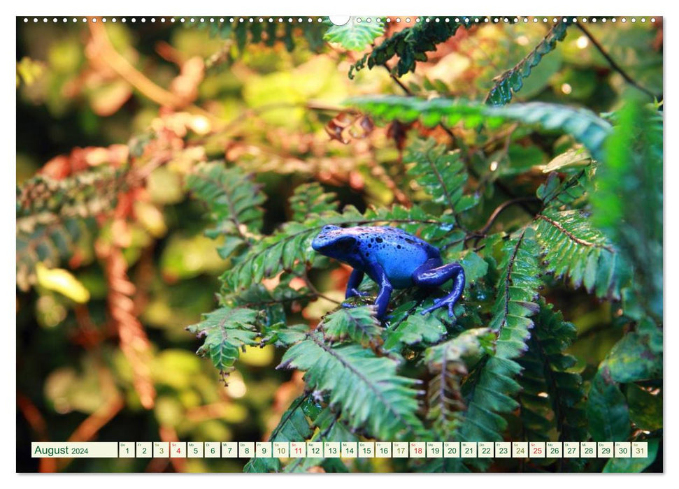 Tree climbing frogs. Poison dart frogs - dangerously beautiful (CALVENDO wall calendar 2024) 