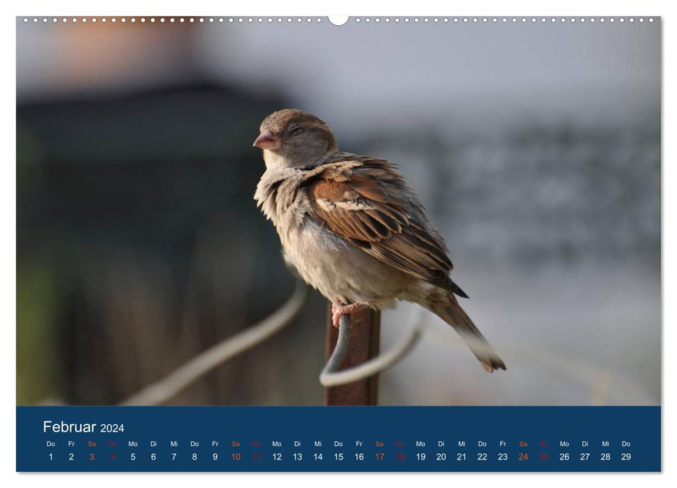 Spatzen-Kalender (CALVENDO Wandkalender 2024)