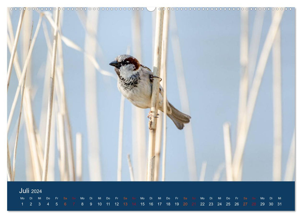 Sparrow calendar (CALVENDO wall calendar 2024) 