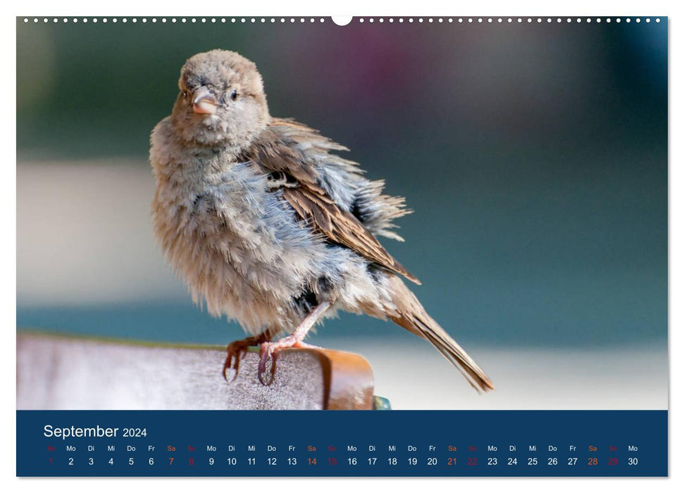 Spatzen-Kalender (CALVENDO Wandkalender 2024)
