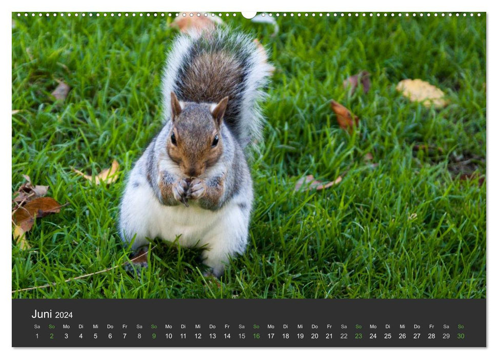 Automne et côte à Boston et en Nouvelle-Angleterre (Calvendo Premium Wall Calendar 2024) 