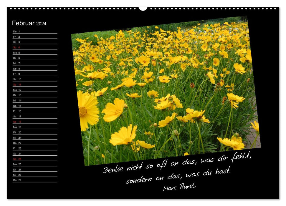 Gelbe Lebensfreude (CALVENDO Premium Wandkalender 2024)