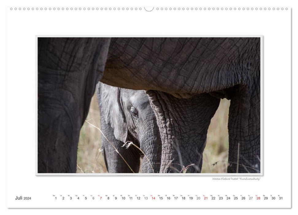 Emotional moments: From the lives of elephants. (CALVENDO wall calendar 2024) 