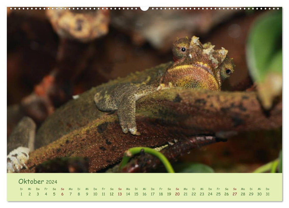 Moments of the Chameleons (CALVENDO Premium Wall Calendar 2024) 