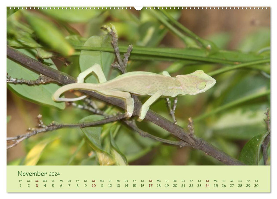 Moments of the Chameleons (CALVENDO Premium Wall Calendar 2024) 