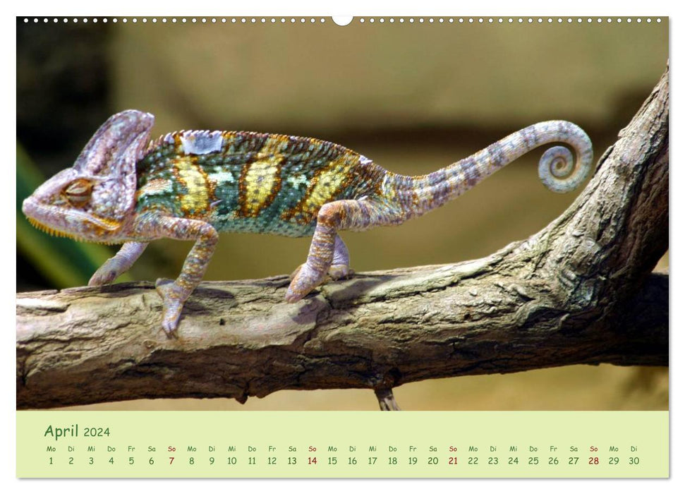 Augenblicke der Chamäleons (CALVENDO Premium Wandkalender 2024)