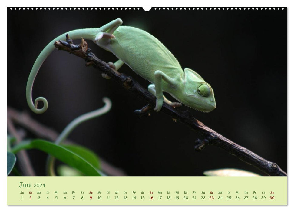 Moments of the Chameleons (CALVENDO Premium Wall Calendar 2024) 