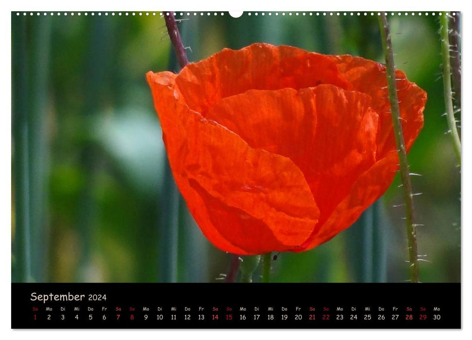 Just Poppy (CALVENDO wall calendar 2024) 