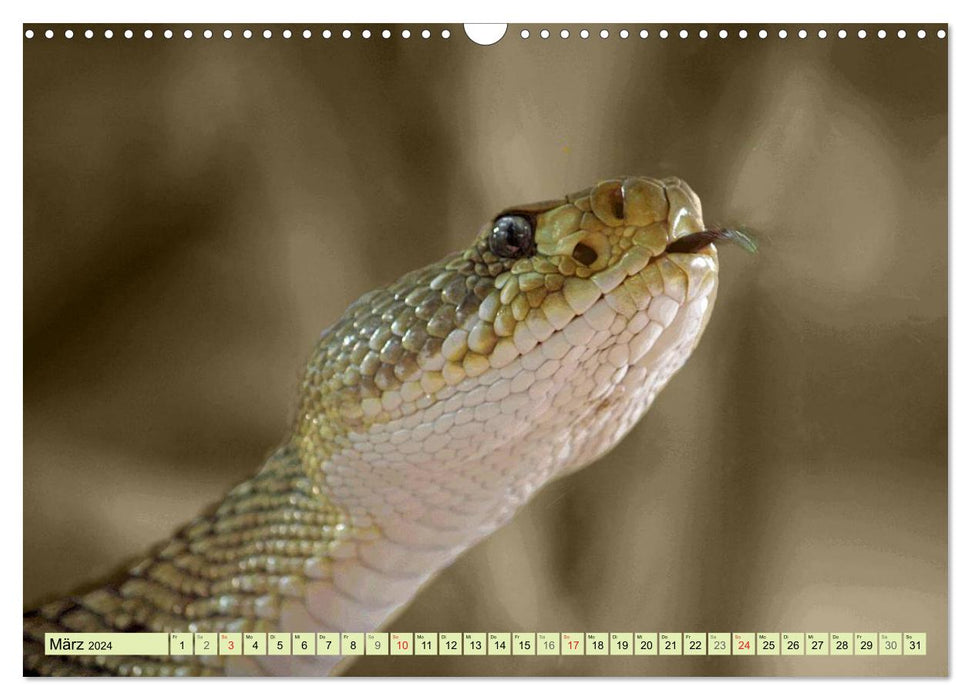 Snakes in portrait (CALVENDO wall calendar 2024) 