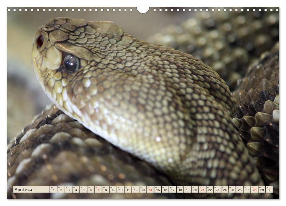 Snakes in portrait (CALVENDO wall calendar 2024) 