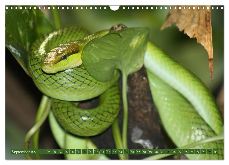 Schlangen im Portrait (CALVENDO Wandkalender 2024)