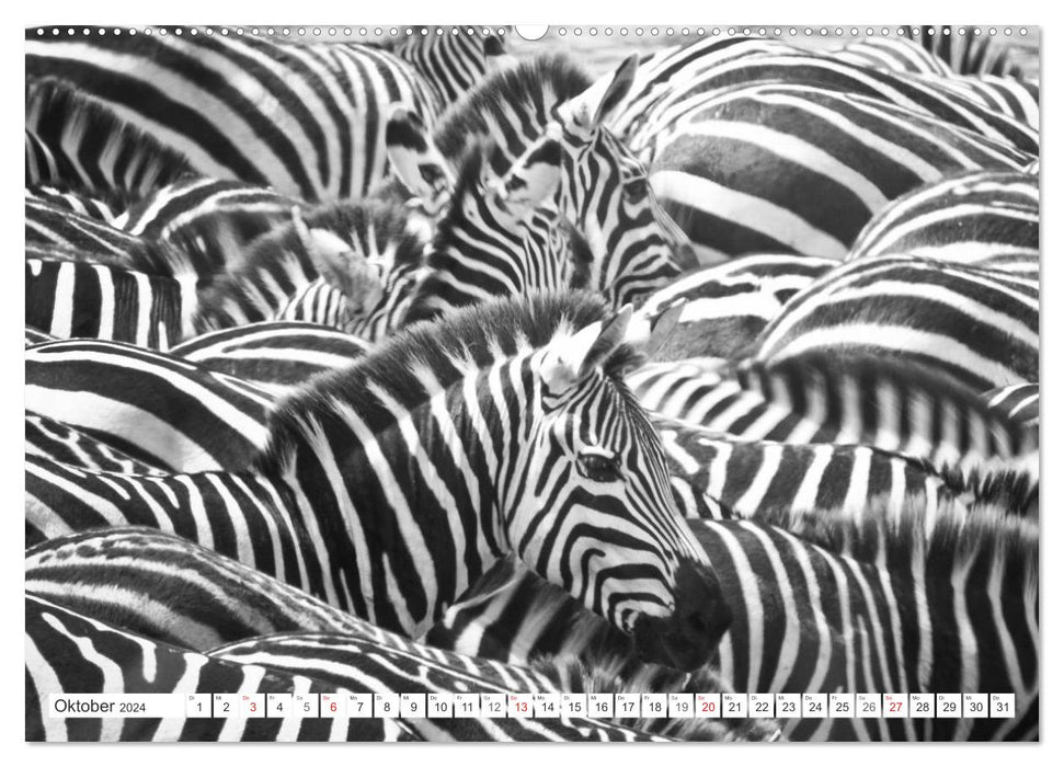 Emotional moments: Zebras - black &amp; white. (CALVENDO Premium Wall Calendar 2024) 