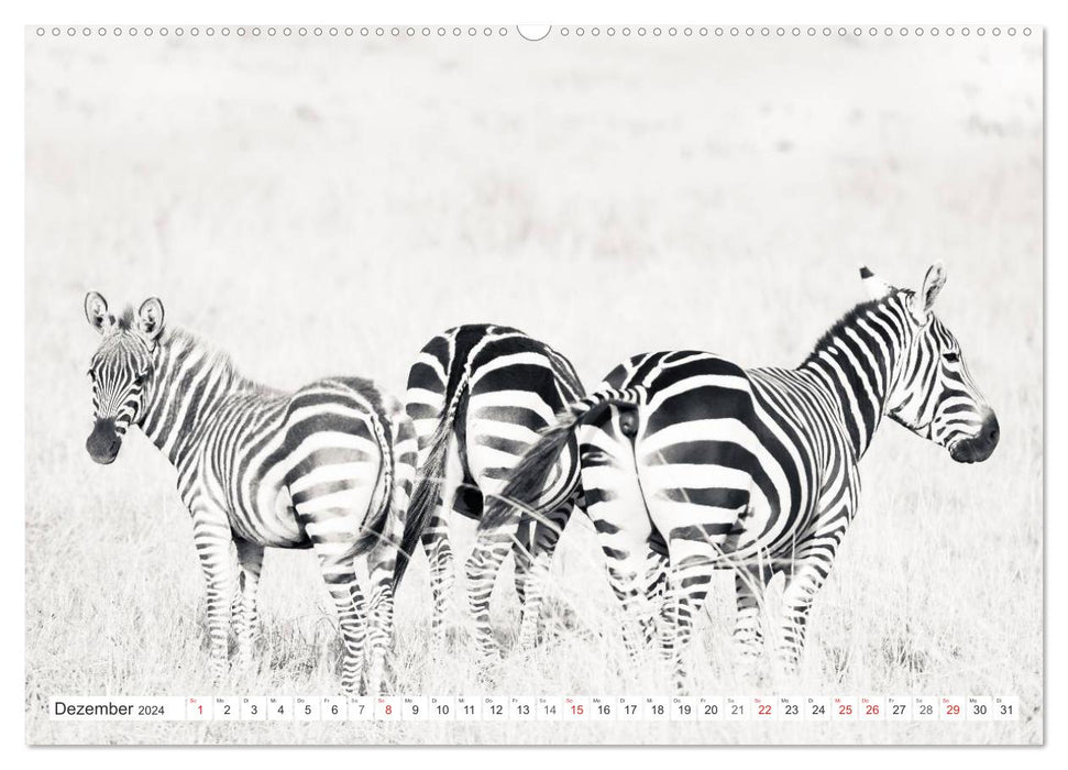 Emotionale Momente: Zebras - black & white. (CALVENDO Premium Wandkalender 2024)