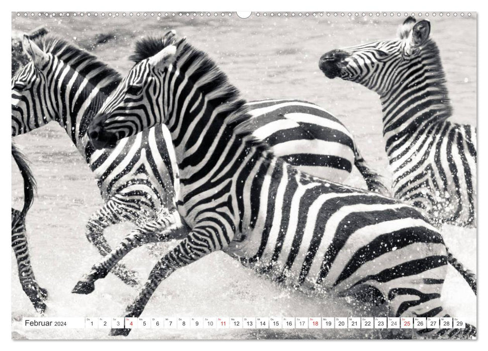 Emotional moments: Zebras - black &amp; white. (CALVENDO Premium Wall Calendar 2024) 