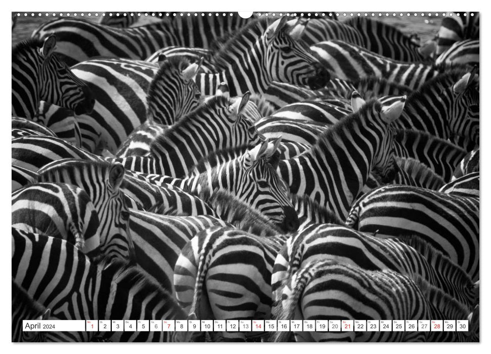 Emotionale Momente: Zebras - black & white. (CALVENDO Premium Wandkalender 2024)