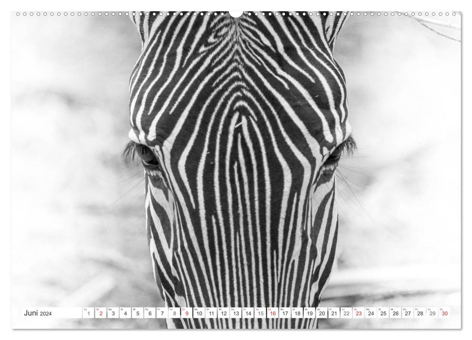 Emotional moments: Zebras - black &amp; white. (CALVENDO Premium Wall Calendar 2024) 