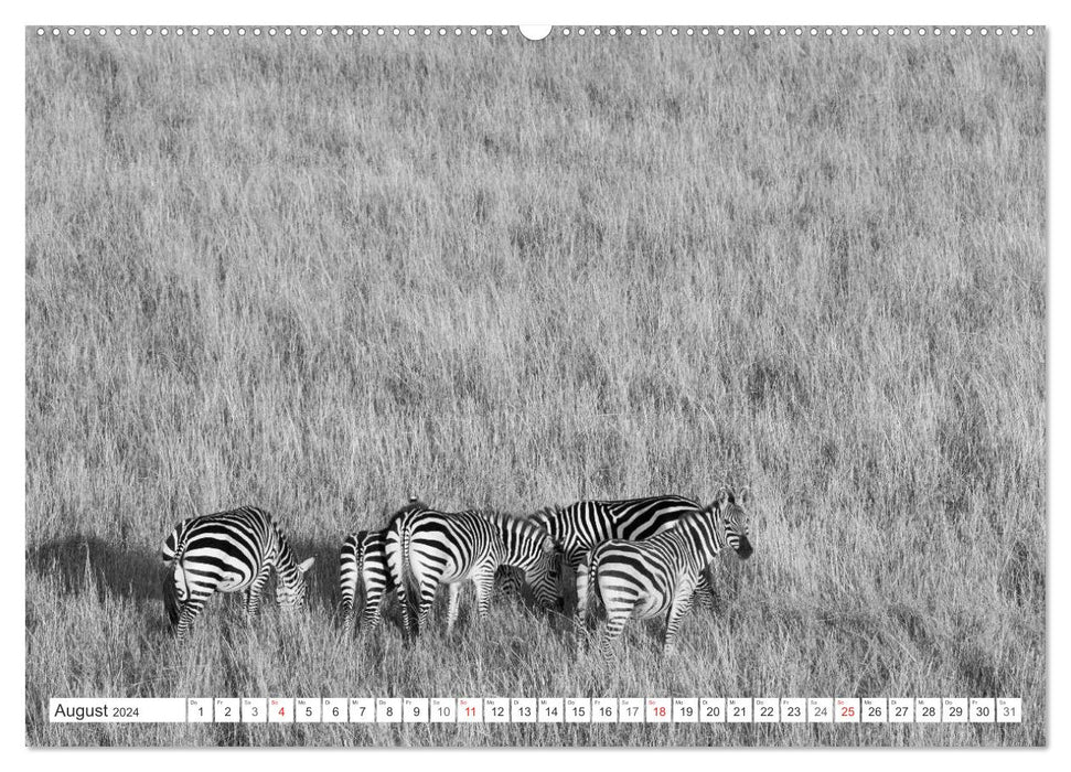 Emotional moments: Zebras - black &amp; white. (CALVENDO Premium Wall Calendar 2024) 