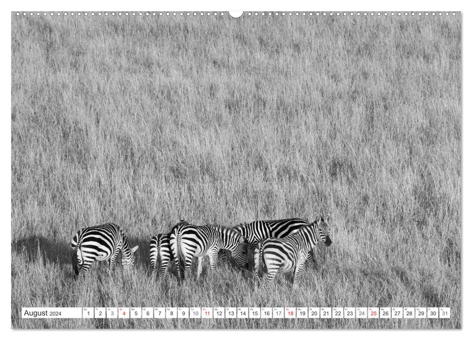 Emotionale Momente: Zebras - black & white. (CALVENDO Premium Wandkalender 2024)