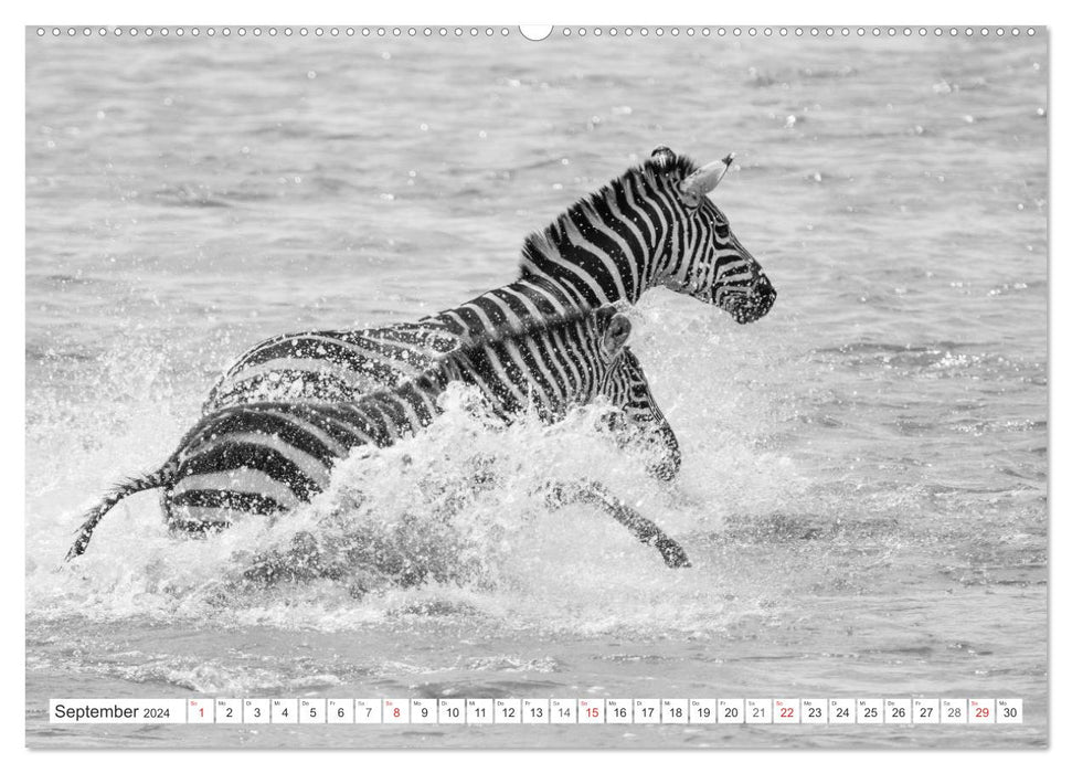 Emotionale Momente: Zebras - black & white. (CALVENDO Premium Wandkalender 2024)