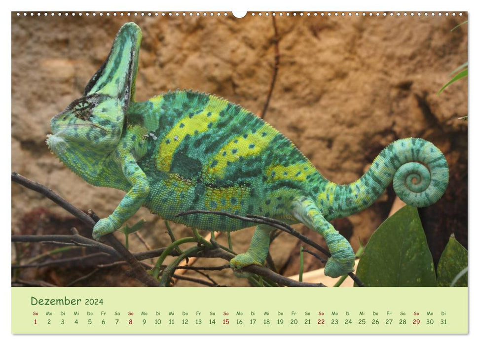 Moments of the chameleons (CALVENDO wall calendar 2024) 