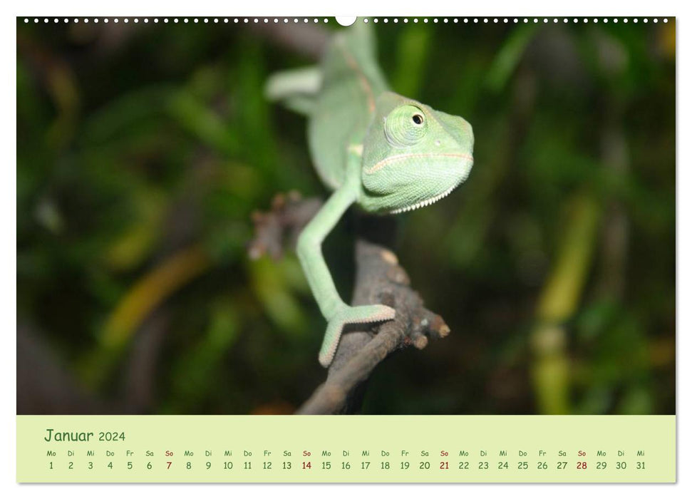Moments of the chameleons (CALVENDO wall calendar 2024) 