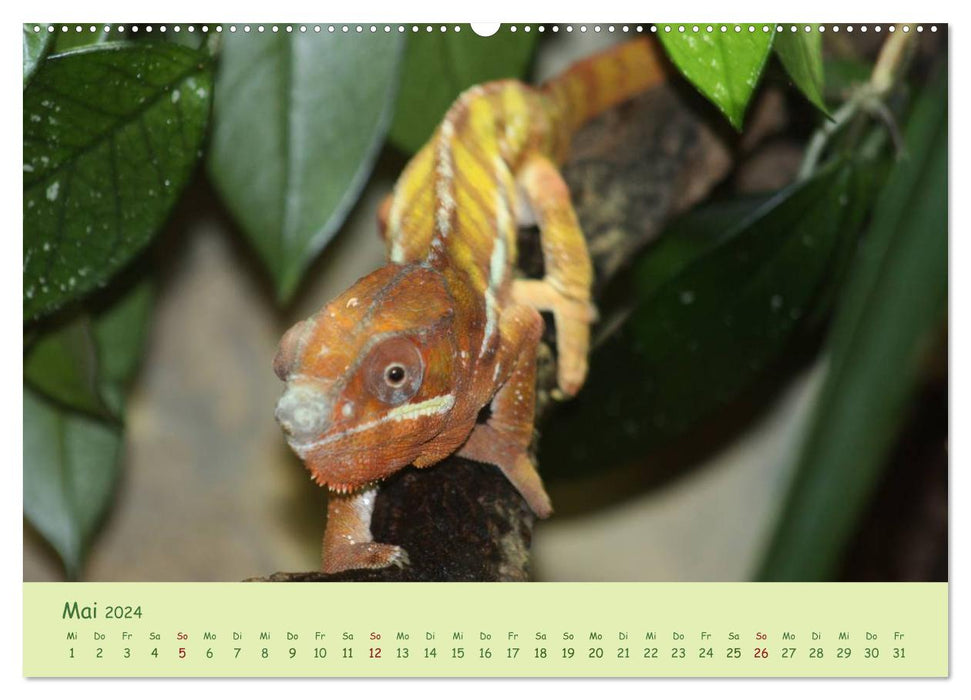 Moments of the chameleons (CALVENDO wall calendar 2024) 