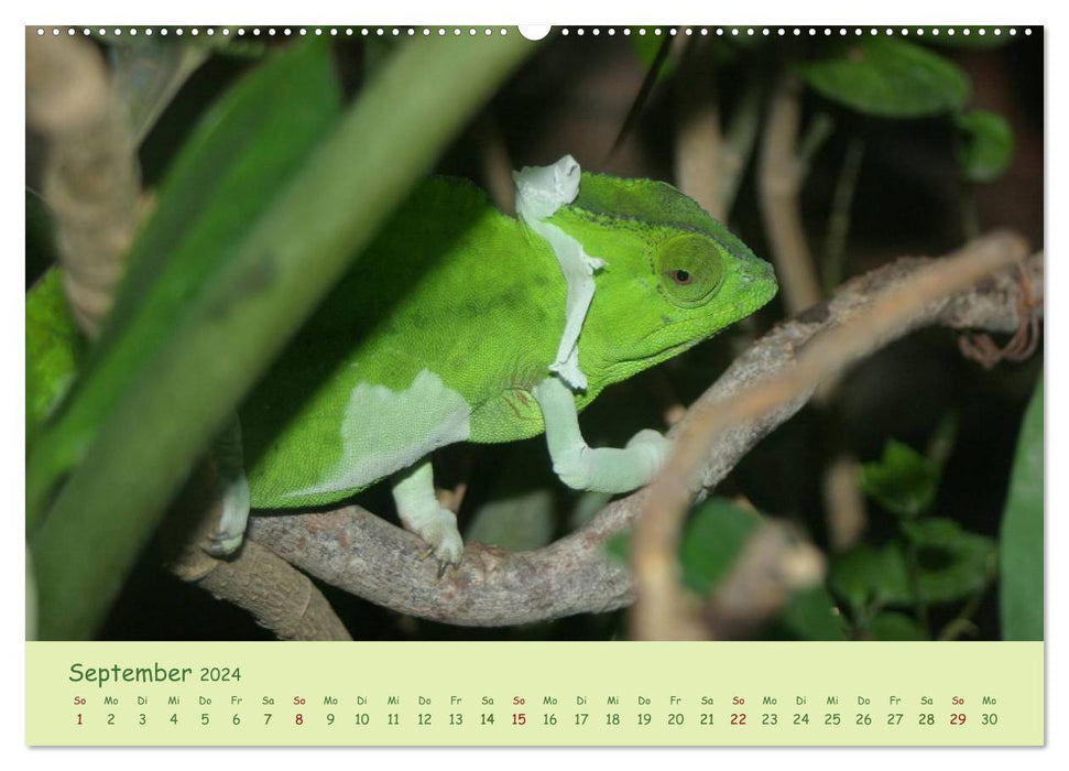 Augenblicke der Chamäleons (CALVENDO Wandkalender 2024)