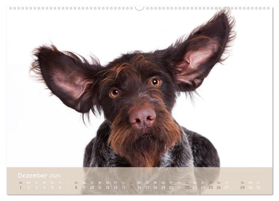 LOOPING EARS (CALVENDO Premium Wall Calendar 2024) 