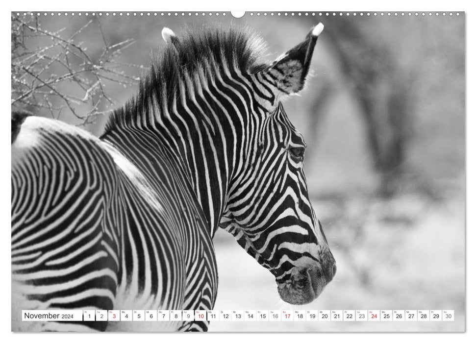 Emotional moments: Zebras - black &amp; white. (CALVENDO wall calendar 2024) 