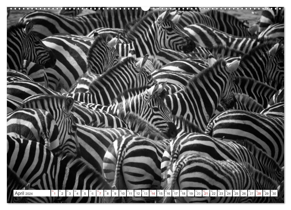 Emotional moments: Zebras - black &amp; white. (CALVENDO wall calendar 2024) 
