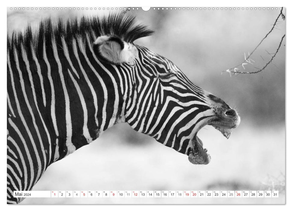 Emotionale Momente: Zebras - black & white. (CALVENDO Wandkalender 2024)