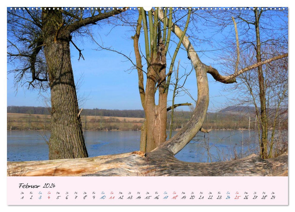 Forêt et arbre 2024 (Calvendo Premium Wall Calendar 2024) 