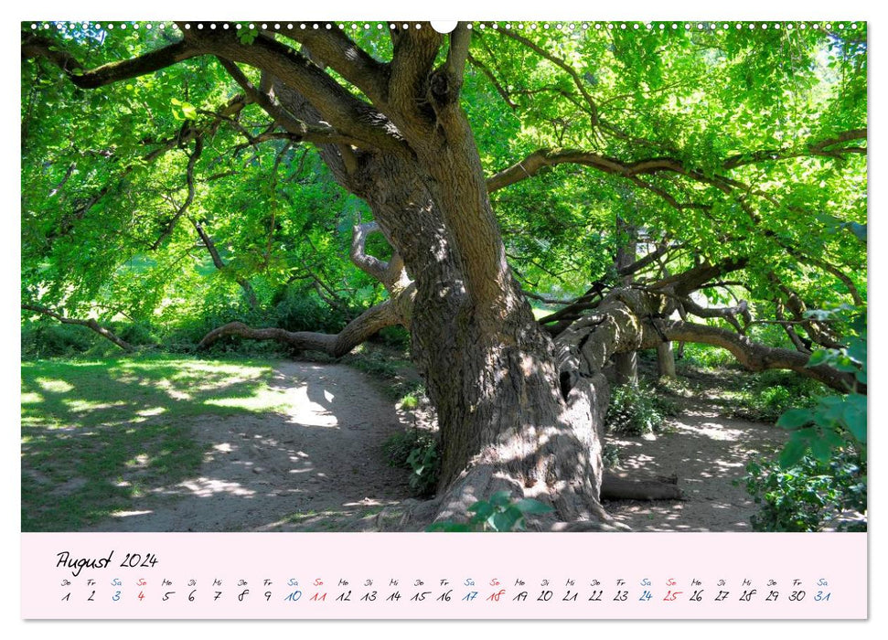 Wald und Baum 2024 (CALVENDO Premium Wandkalender 2024)